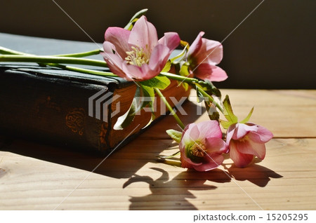 聖誕節玫瑰和舊書 15205295