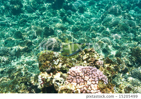 Coral reef and fish 15205499