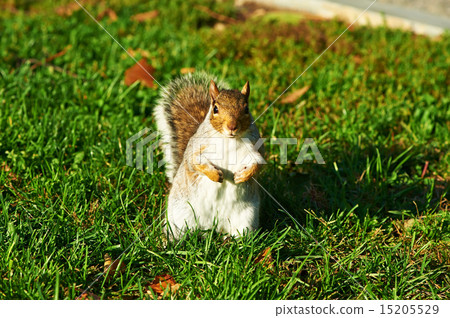 Gray squirrel in park 15205529