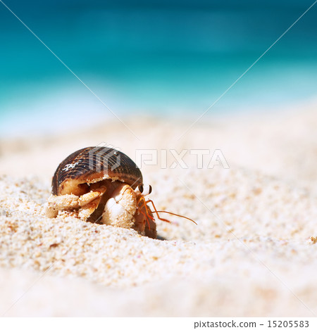 Hermit crab at beach 15205583