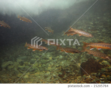 Oshokoma在牛群中游泳 15205764