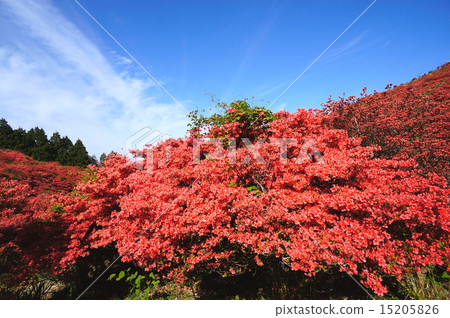 Yamato Katsuragiyama 15205826