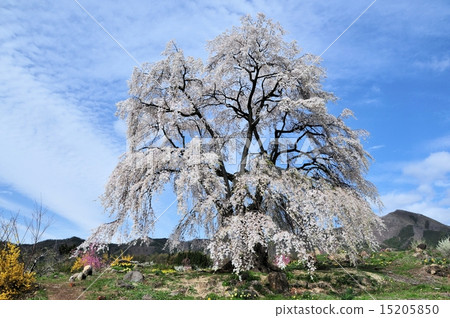 Waki no Sakura 15205850