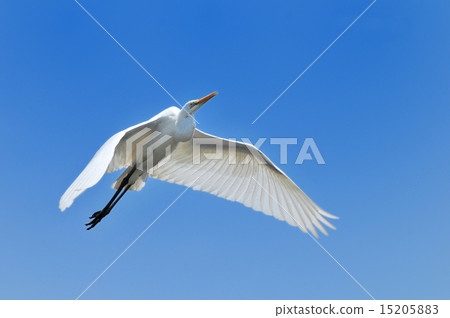 水邊嘖嘖 15205883