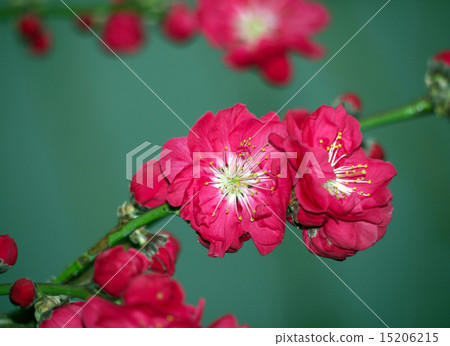 Flowers of ferns Flowers of ferns 15206215