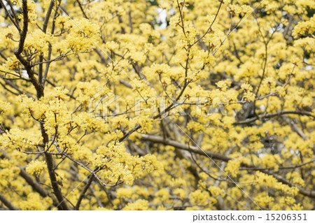 Flower of Sanshui 15206351