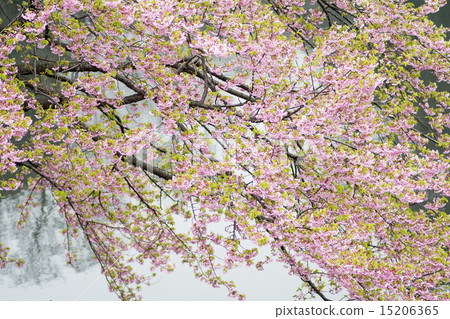 Shuzenji Cold cherry blossoms 15206365