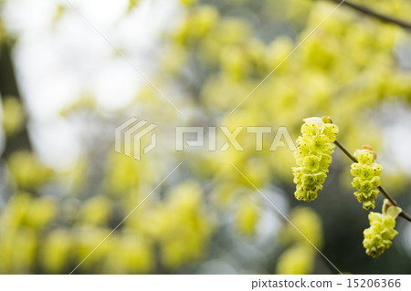 Corylopsis spicum flower 15206366