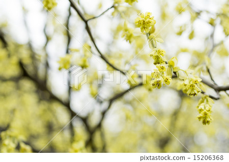 Corylopsis spicum flower Corylopsis spicum flower 15206368