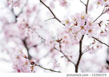 東海櫻花盛開 東海櫻花盛開 15206374