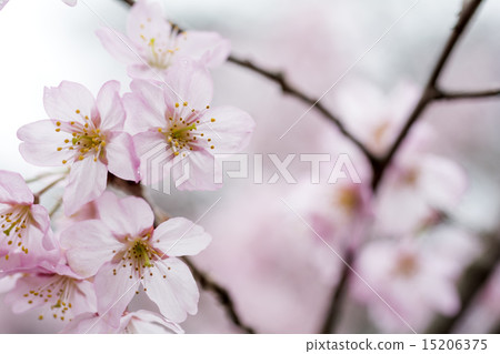 東海櫻花盛開 15206375