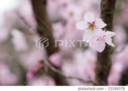 東海櫻花盛開 15206376