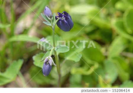 Odamaki(戒指) Odamaki(戒指) 15206414