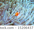 Clown anemonefish 15206437