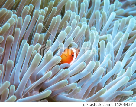 Clown anemonefish 15206437