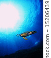 Sea turtle 15206439
