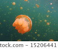 Jellyfish 15206441