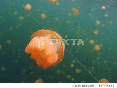 Jellyfish 15206441