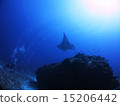 Manta 15206442