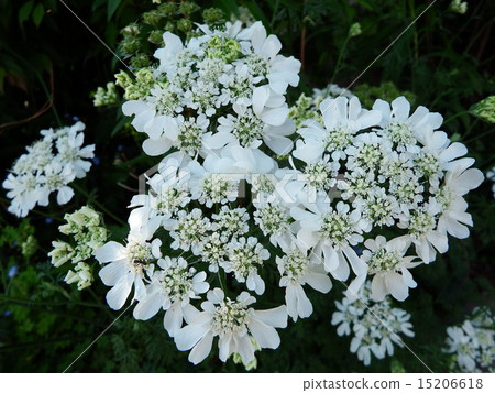 家里站著3個胡蘿蔔,這是蔬菜之一。綻放鮮花,取種子。 家里站著3個胡蘿蔔,這是蔬菜之一。綻放鮮花,取種子。 15206618