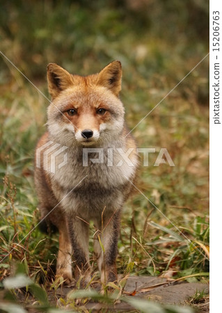 Hondo Fox 15206763