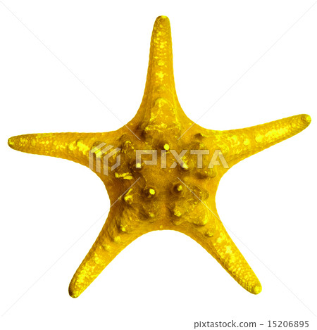 Beautiful starfish isolated on white background 15206895