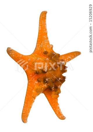 Beautiful starfish isolated on white background 15206929