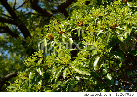 樹：Tubonaceae 15207039