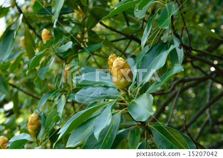 樹:Tubonaceae 樹:Tubonaceae 15207042