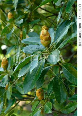Tree: Tubonaceae 15207043