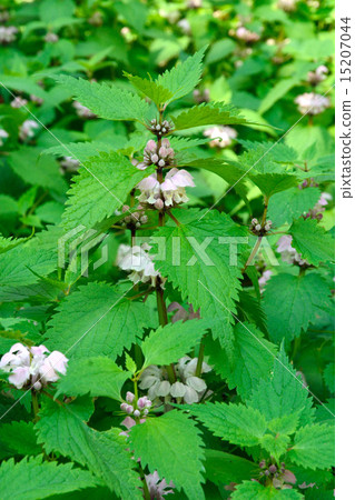 Plant: Family Odolabria 15207044