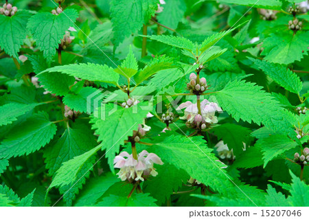 Plant: Family Odolabria Plant: Family Odolabria 15207046