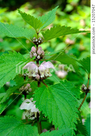 Plant: Family Odolabria 15207047