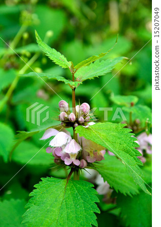 Plant: Family Odolabria 15207049