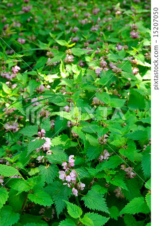 Plant: Family Odolabria 15207050