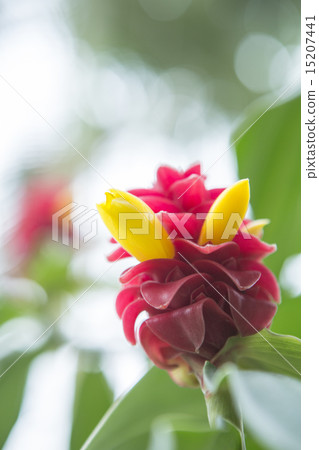 Costuz Subaru Boss Costa Rican Flower 15207441