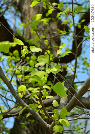 Tree: Yurinoki Magnoliaceae 15207486