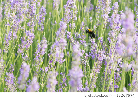 Lavender and bear 15207674