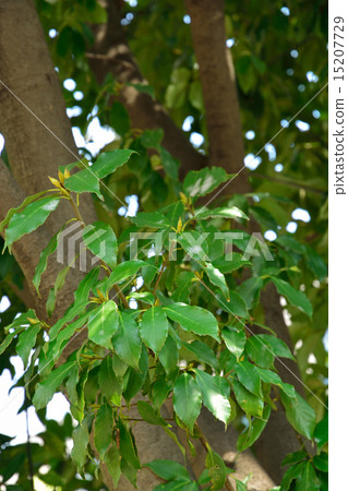 图库照片 日本蓝橡木 山毛榉科(植物种类 长青树
