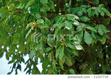 图库照片 日本蓝橡木 山毛榉科(植物种类 长青树