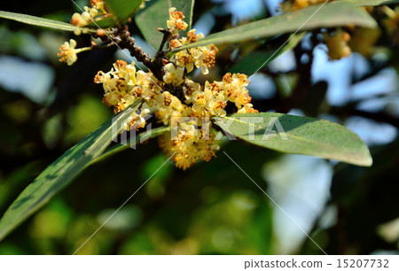 樹：蚊子家庭 15207732