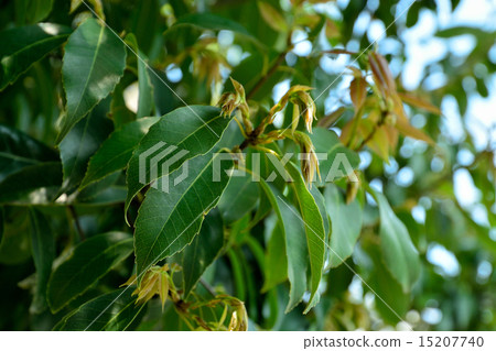 Trees: Fagaceae Trees: Fagaceae 15207740