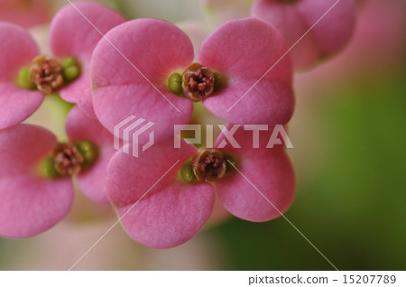 Hanakilin Hanakilin 15207789