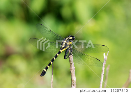 Koniyanma 15207840