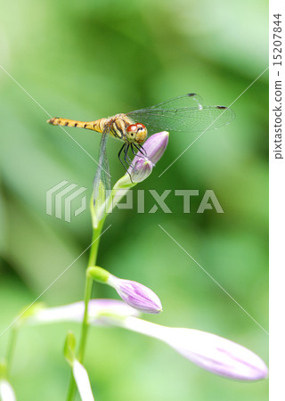 Natsuakane immature individuals 15207844