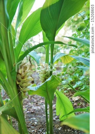 藥用植物·末端薑黃葉和花·垂直位置 藥用植物·末端薑黃葉和花·垂直位置 15208603