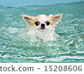 Chihuahuas swimming 15208606