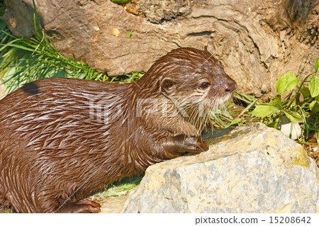 Oriental small-clawed otter Oriental small-clawed otter 15208642