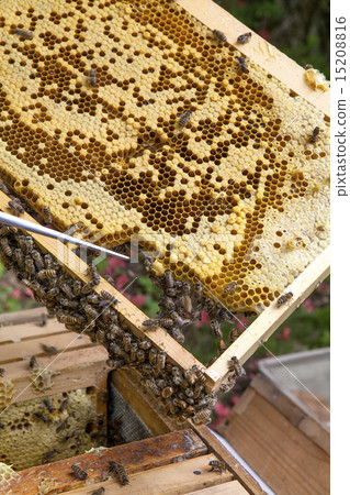 日本蜂蜜和蜂箱 15208816