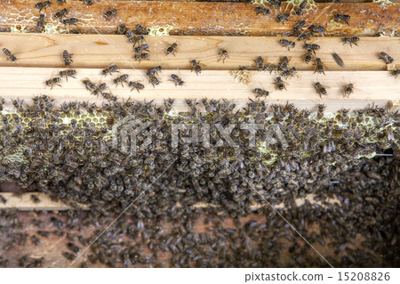 Japanese bees and hive boxes Japanese bees and hive boxes 15208826